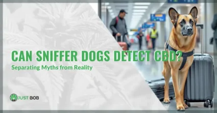 Can drug sniffer dog smell cbd | JustBob