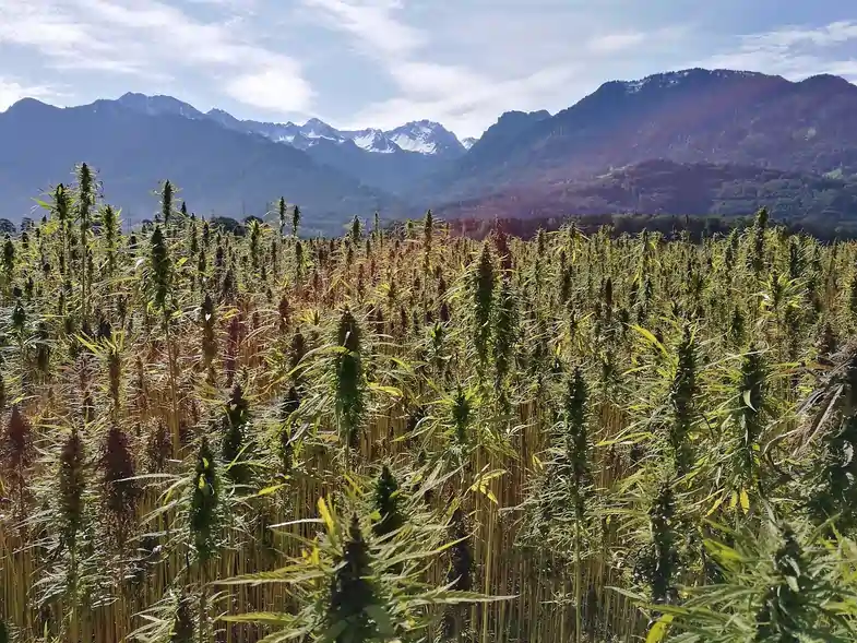 View of a cannabis plantation | Justbob