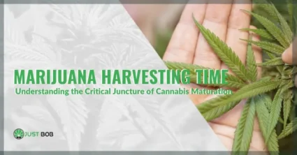 Marijuana Harvesting Time: Let's Talk About It | Justbob