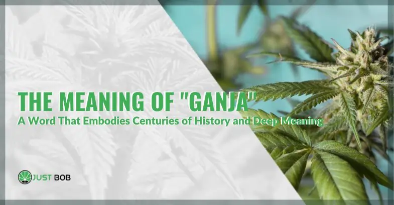 "Ganja": A Word That Embodies Centuries of History and Deep Meaning | Justbob