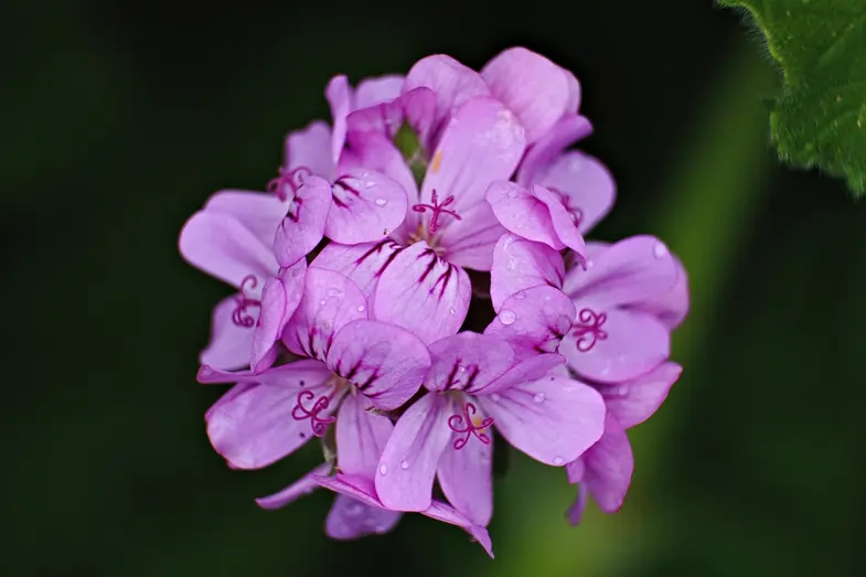 Geranium flower with clearly visible petals | Justbob