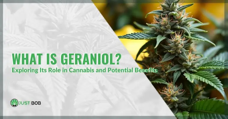 What Is Geraniol? Exploring Its Role in Cannabis and Potential Benefits | Justbob